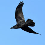 Grand Corbeau (Corvus corax) hivernant