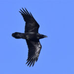 Grand Corbeau (Corvus corax) hivernant
