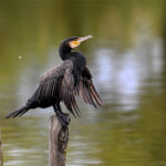 Grand Cormoran (Phalacrocorax carbo) hivernant Grand Cormoran (Phalacrocorax carbo) hivernant