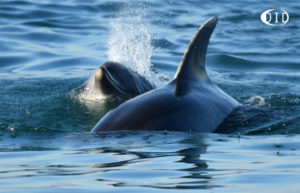 grands dauphins