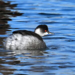 Grèbe à cou noir (Podiceps nigricollis) hivernant