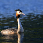 Grèbe huppé (Podiceps cristatus) sédentaire