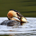 Grèbe huppé (Podiceps cristatus) sédentaire