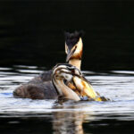 Grèbes huppés (Podiceps cristatus) sédentaires