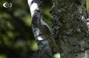 grimpereau des bois