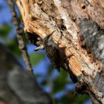 Grimpereau des jardins (Certhia brachydactyla) sédentaire