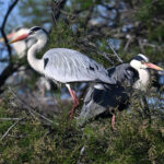 Hérons cendrés (Ardea cinerea) sédentaires