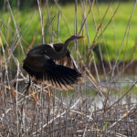 Héron pourpré (Ardea purpurea) de passage
