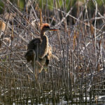 héron poupré (Ardea purpurea) de passage