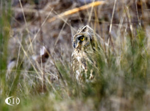 hibou des marais