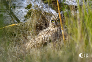 hibou des marais