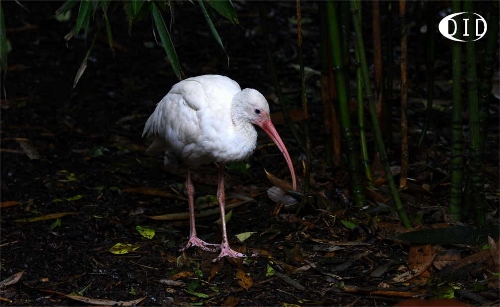 ibis blanc