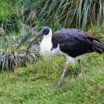 ibis d'Australie