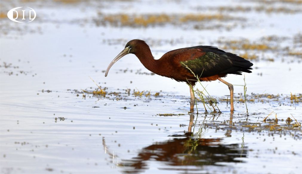 ibis falcinelle
