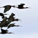 ibis falcinelles