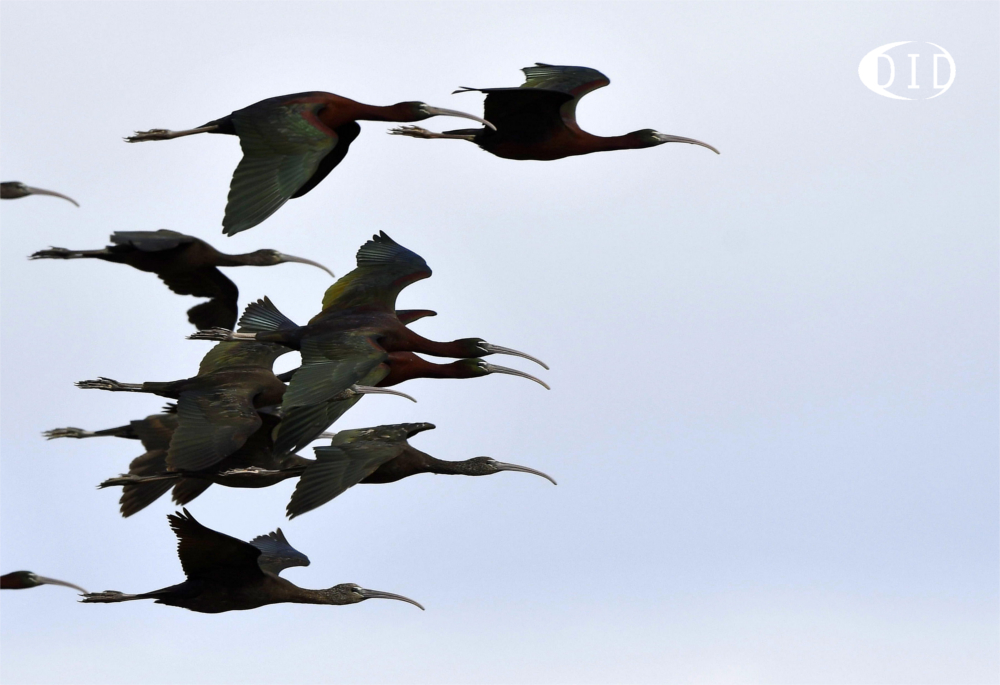 ibis falcinelles