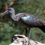ibis hagedash