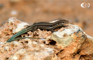 lézard de Crète