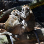 macaques crabiers