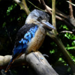 martin-chasseur à ailes bleues