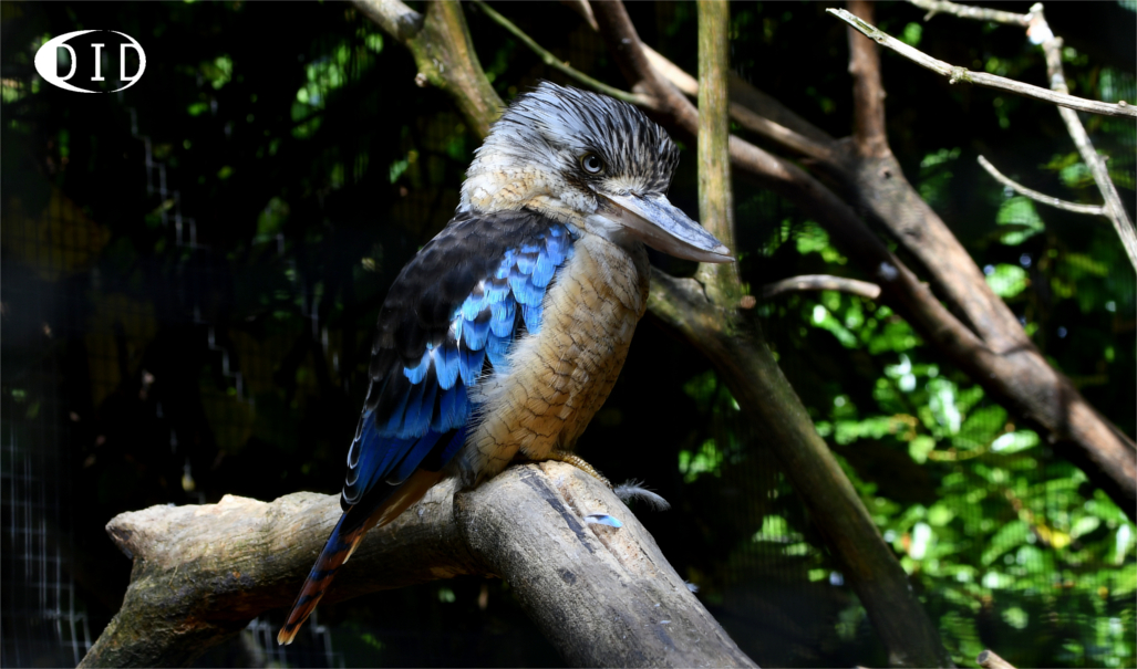 martin-chasseur à ailes bleues