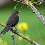 Merle noir femelle (Turdus merula) sédentaire