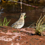 Moineau soulcie (Petronia petronia) sédentaire Moineau soulcie (Petronia petronia) sédentaire