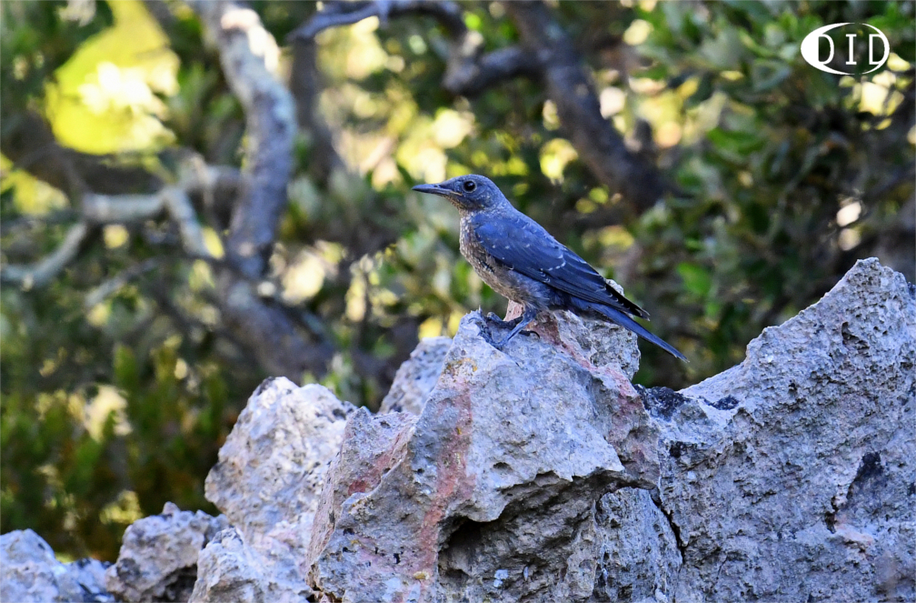 Monticole bleu juvénile (Monticola solitarius) sédentaire