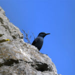 Monticole bleu (Monticola solitarius) sédentaire