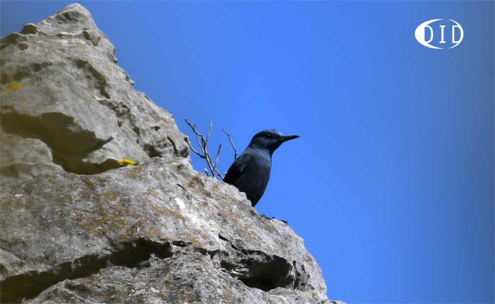 Monticole bleu (Monticola solitarius) sédentaire