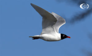 mouette mélanocéphale