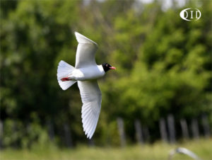 mouette mélanocéphale