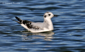 mouette pygmée