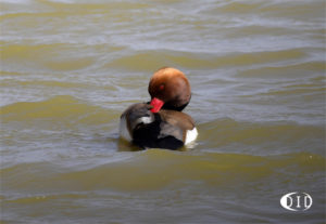 nette rousse