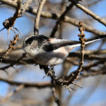 Orite à longue queue (Aegithalos caudatus) sédentaire Orite à longue queue (Aegithalos caudatus) sédentaire