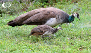 paons bleus en famille