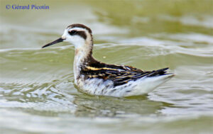 phalarope à bec étroit