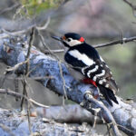 Pic épeiche (Dendrocopos major) sédentaire Pic épeiche (Dendrocopos major) sédentaire