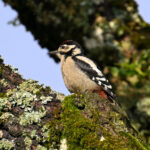 Pic épeiche juvénile (Dendrocopos major) sédentaire