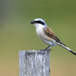 Pie-grièche écorcheur (Lanius collurio) nicheur