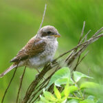 Pie-grièche écorcheur juvénile (Lanius collurio) nicheur