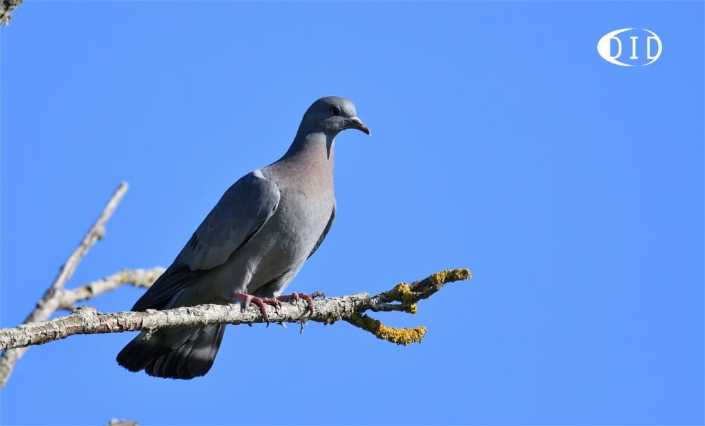 pigeon colombin