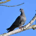 pigeon colombin juvénile