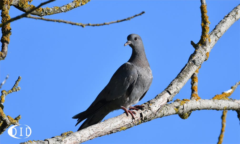 pigeon colombin juvénile