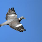 Pigeon ramier (Columba palumbus) sédentaire