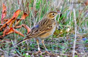 pipit de Richard