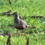 Pluvier guignard (Charadrius morinellus) de passage Pluvier guignard (Charadrius morinellus) de passage