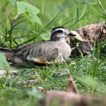 Pluvier guignard (Charadrius morinellus) de passage Pluvier guignard (Charadrius morinellus) de passage