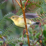 Pouillot fitis (Phylloscopus trochilus) de passage Pouillot fitis (Phylloscopus trochilus) de passage