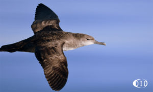 puffin des Baléares